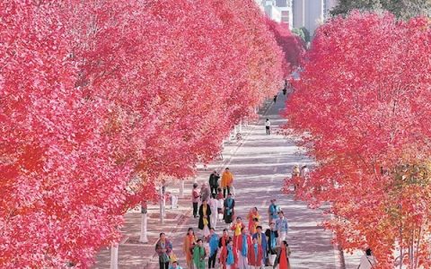 万株红枫染秋浓