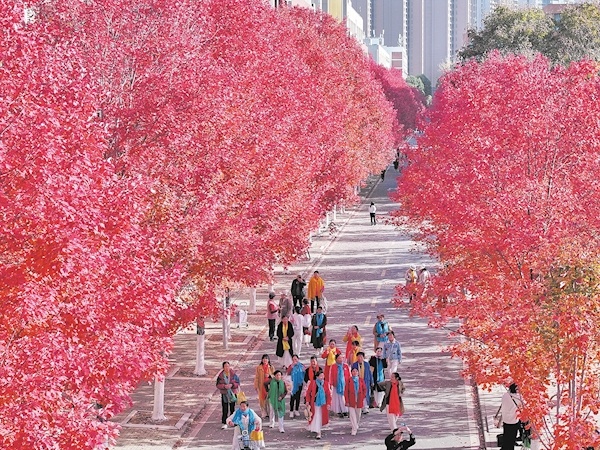 万株红枫染秋浓