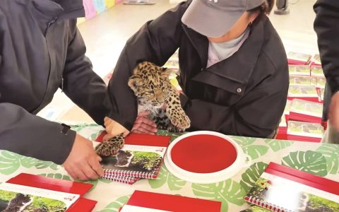 动物园制作金钱豹爪印日历 寓意新年“豹富”  已经赠送完毕