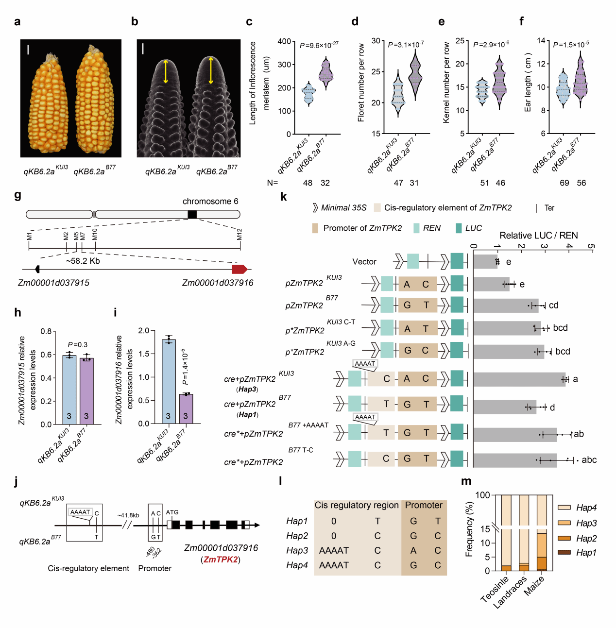 严建兵教授团队解锁玉米产量和蛋白含量协同提升机制