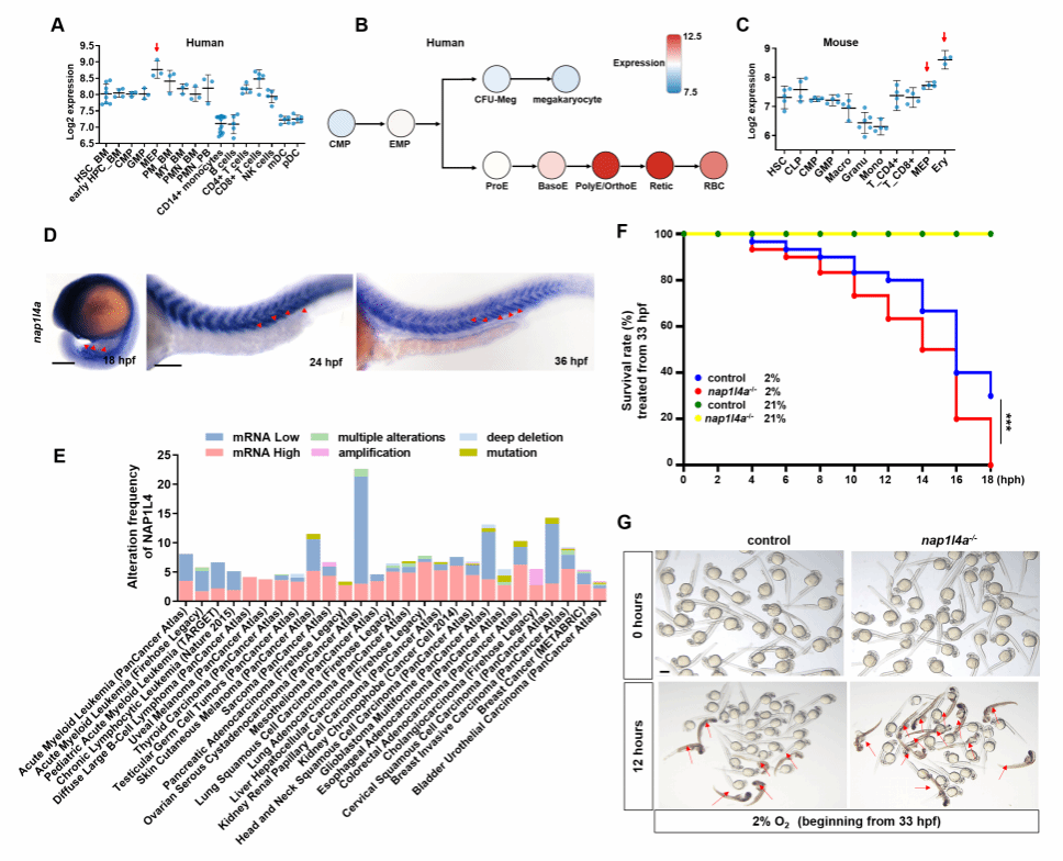 华中农业大学学者揭示斑马鱼早期造血分子机制