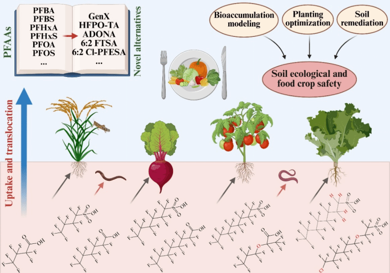 华中农业大学土壤化学与环境团队在土壤中全氟和多氟化合物的生物富集领域取得新进展
