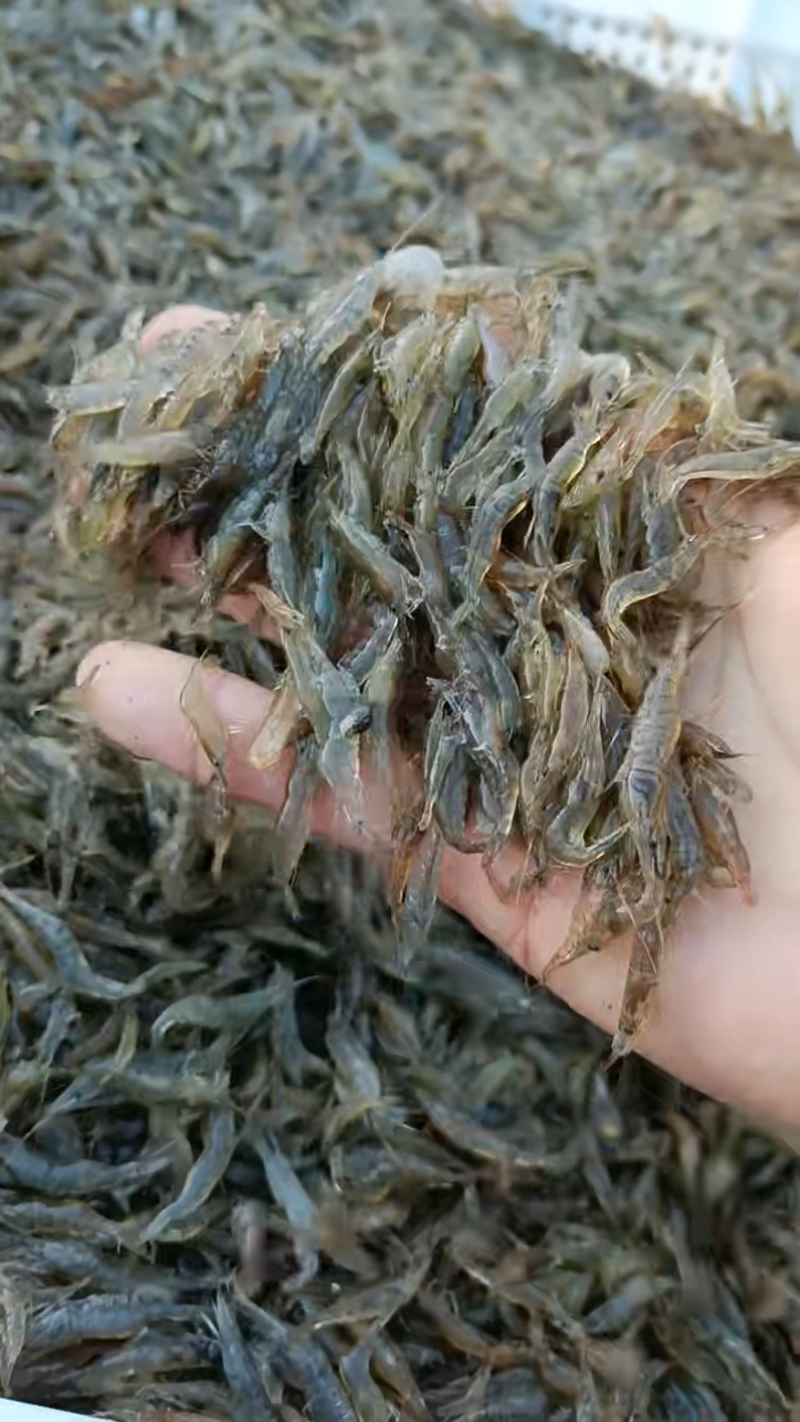 小米虾解锁虾塘“增收密码”