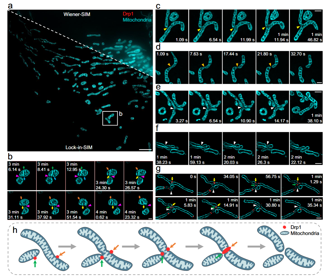 武汉光电国家研究中心张玉慧团队合作提出通过开源锁相SIM超分辨成像技术解析细胞器超微结构