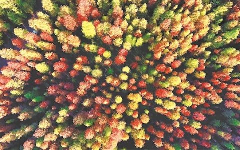 最佳观赏期持续至12月中下旬 这片红杉林美如秘境