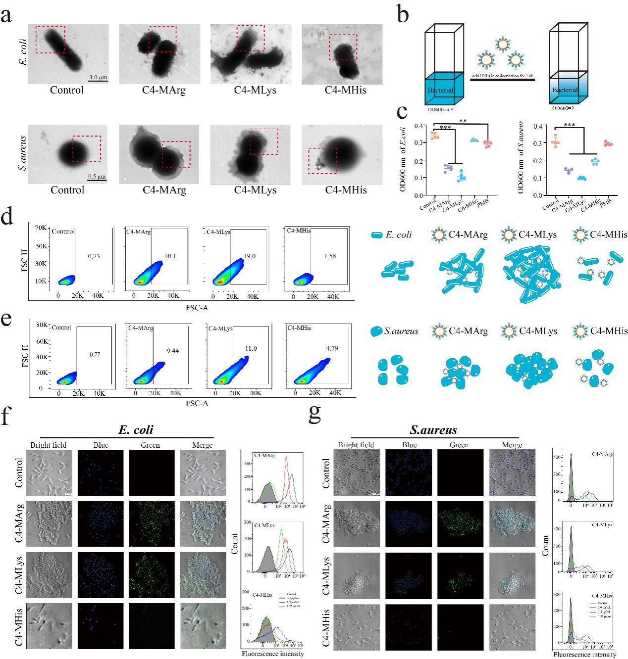 华中农业大学环境与生物分析团队在广谱抗菌聚合物研究领域取得重要进展