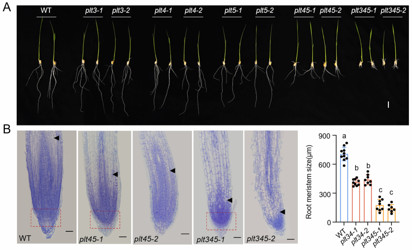 赵毓教授课题组揭示转录因子和组蛋白修饰酶协同调控水稻干细胞命运的新机制