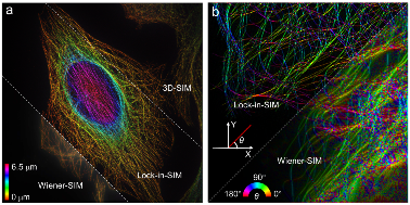 武汉光电国家研究中心张玉慧团队合作提出通过开源锁相SIM超分辨成像技术解析细胞器超微结构