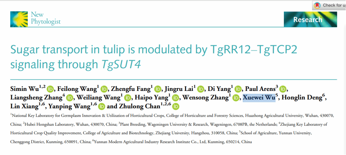 华中农业大学球宿根花卉团队发现植物激素与碳水代谢协同调控郁金香鳞茎发育的新机制
