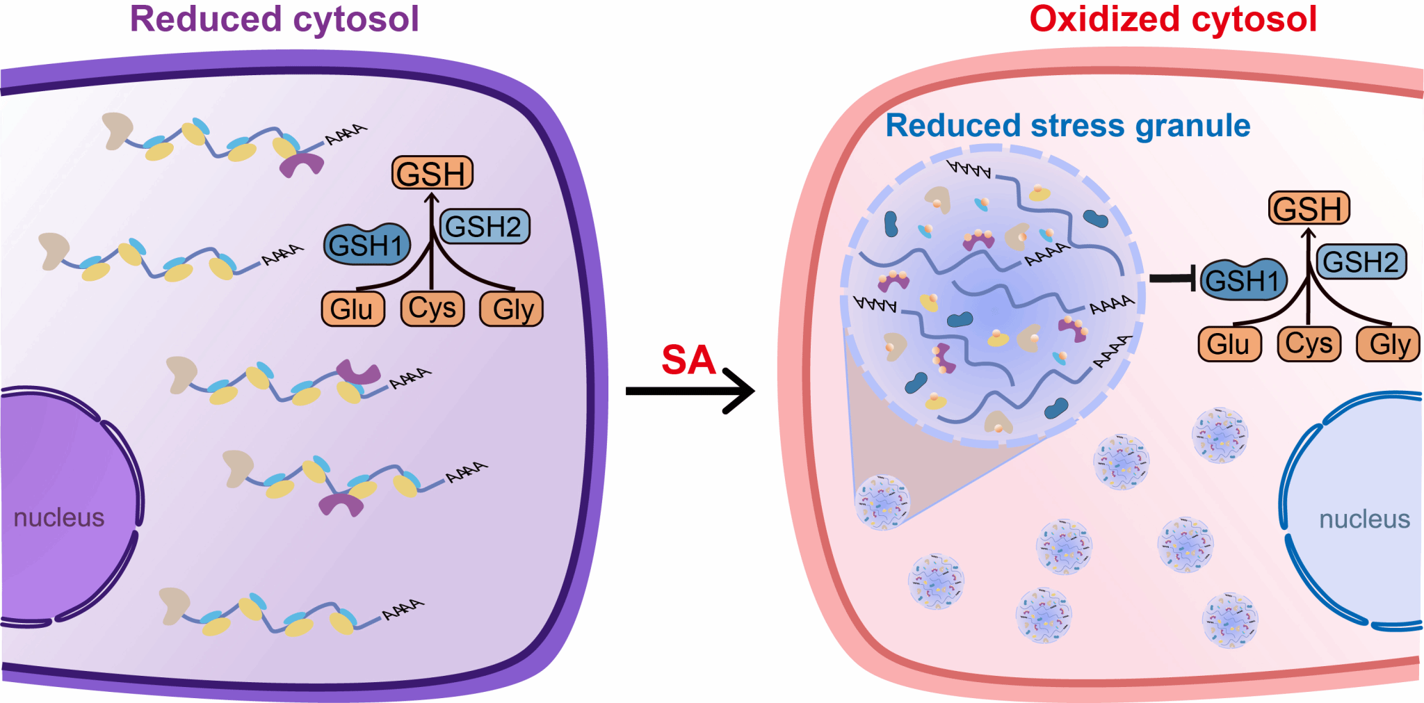 华中农业大学学者揭示应激颗粒实现胞内氧化还原异质性调控细胞抗氧化的新功能