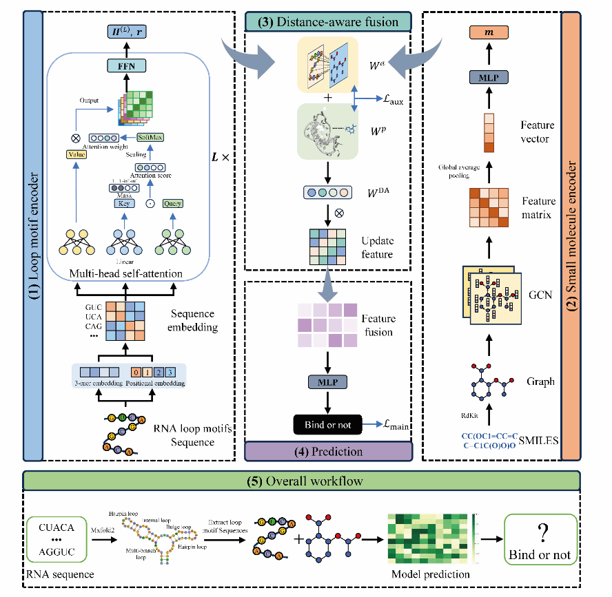深度距离感知神经网络DistRMI：助力可解释性RNA靶向药物研发