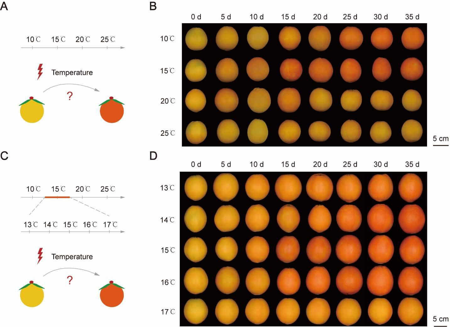 华中农业大学邓秀新团队揭示温度调控柑橘果皮转色新机制