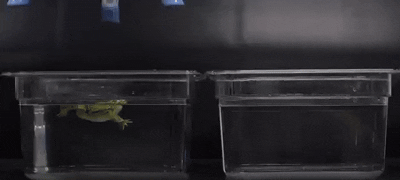 中国地质大学自动化学院赖旭芝教授团队在《Nature》子刊发表重要研究成果