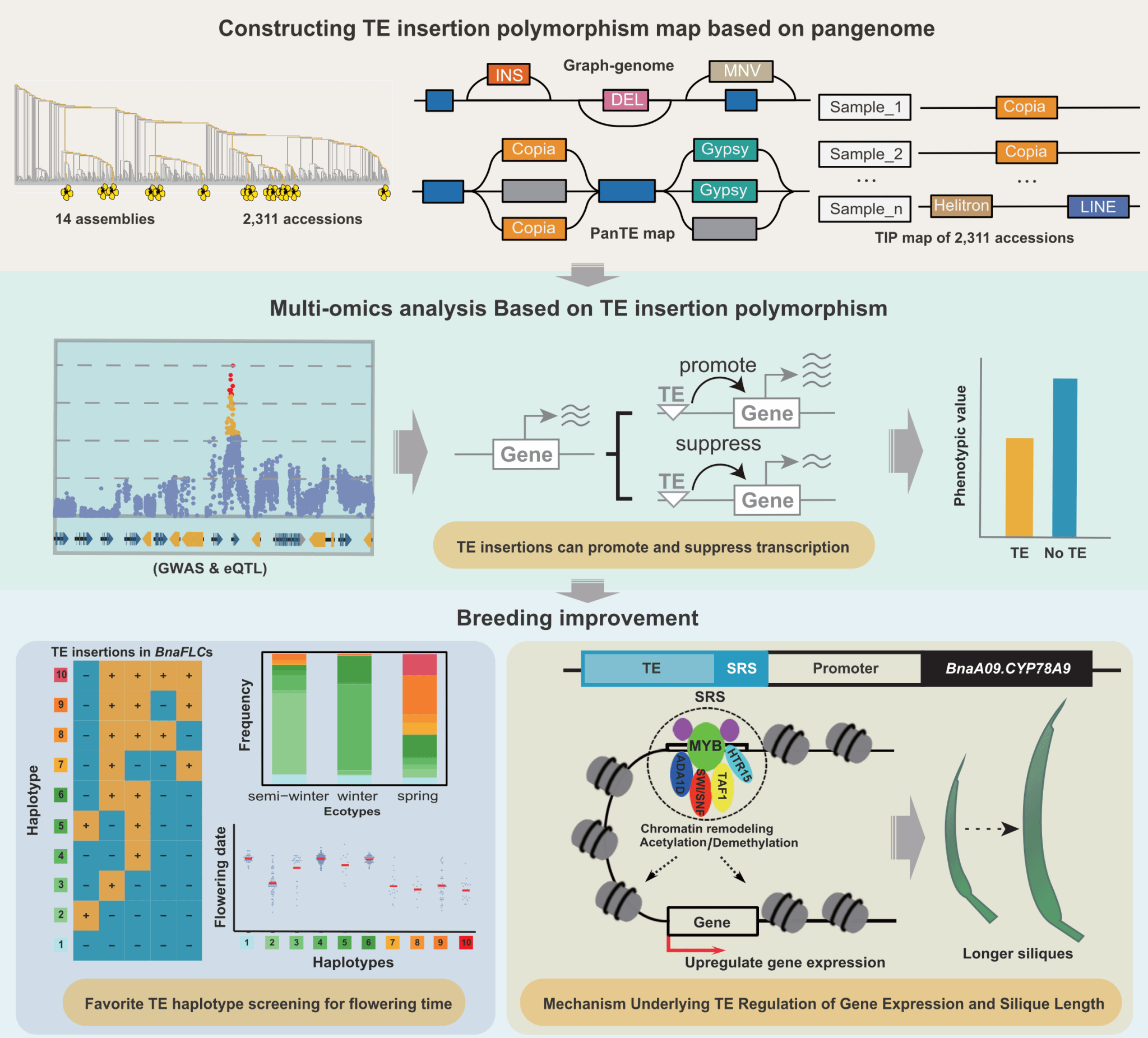 华中农业大学联合发布全球首个油菜泛转座子图谱，揭示“跳跃基因”调控开花期和产量新机制