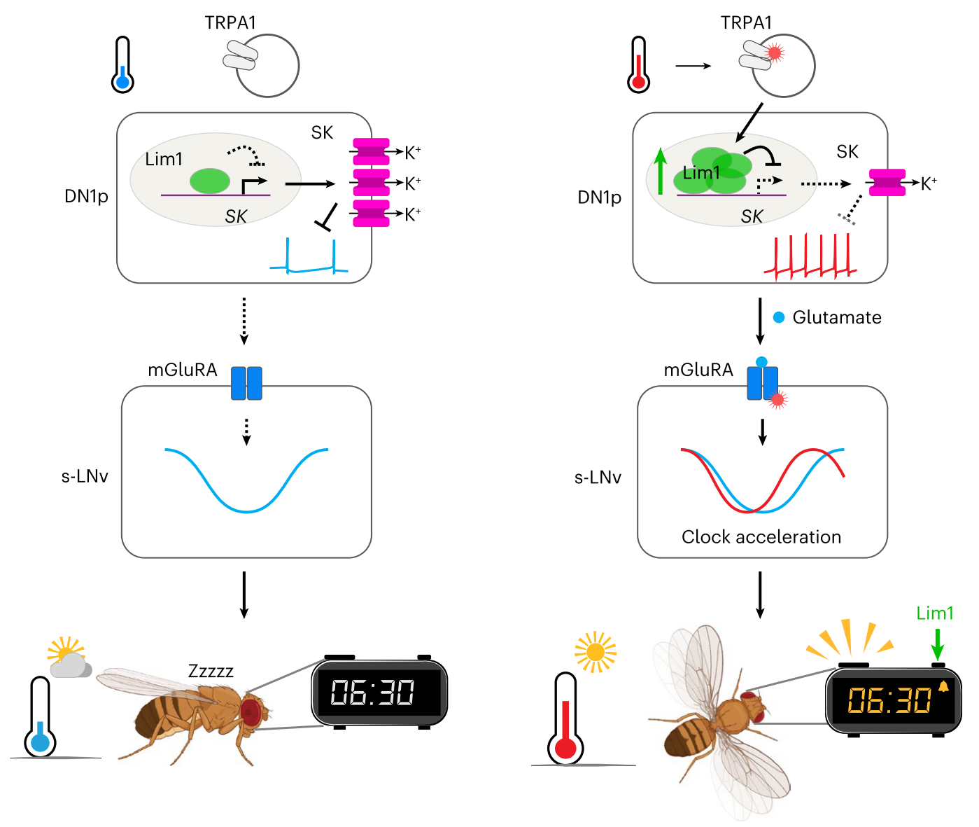 湖大成果首次登上《自然-神经科学》　揭秘生物钟高温调速机制