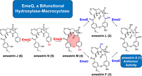 药学院张勇慧团队在抗肿瘤活性分子Emestrin A的生物合成研究中取得进展