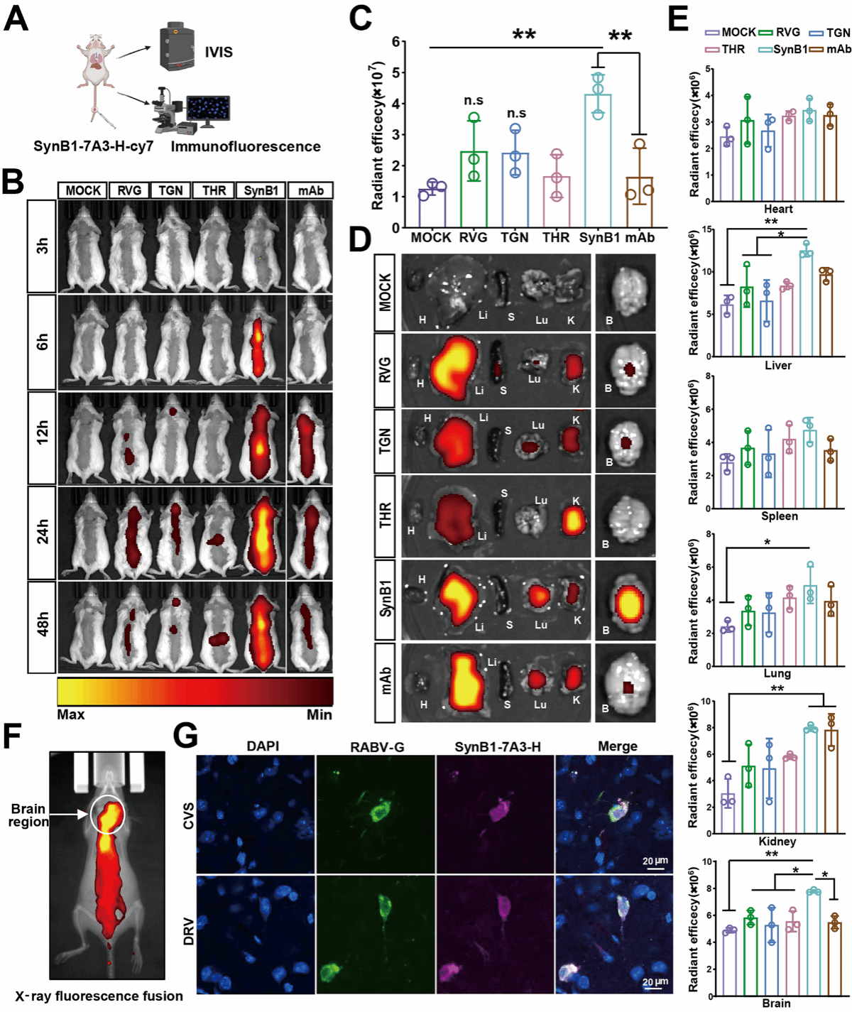 华中农业大学研究团队为狂犬病临床治疗提供新策略