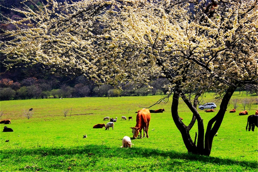 神农架生态旅游区