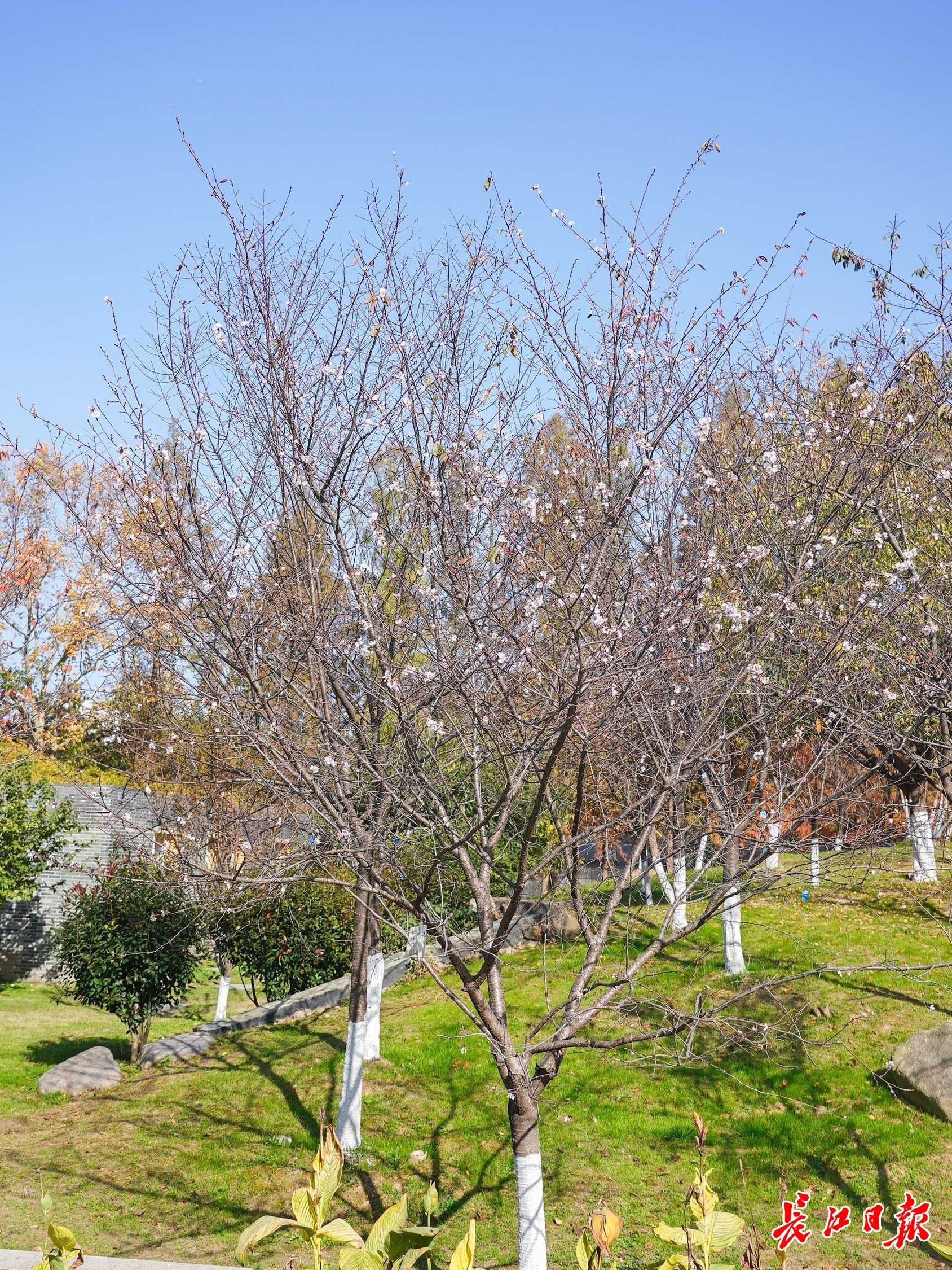 武汉有支樱花科研团队，樱花新品种研发国际领先