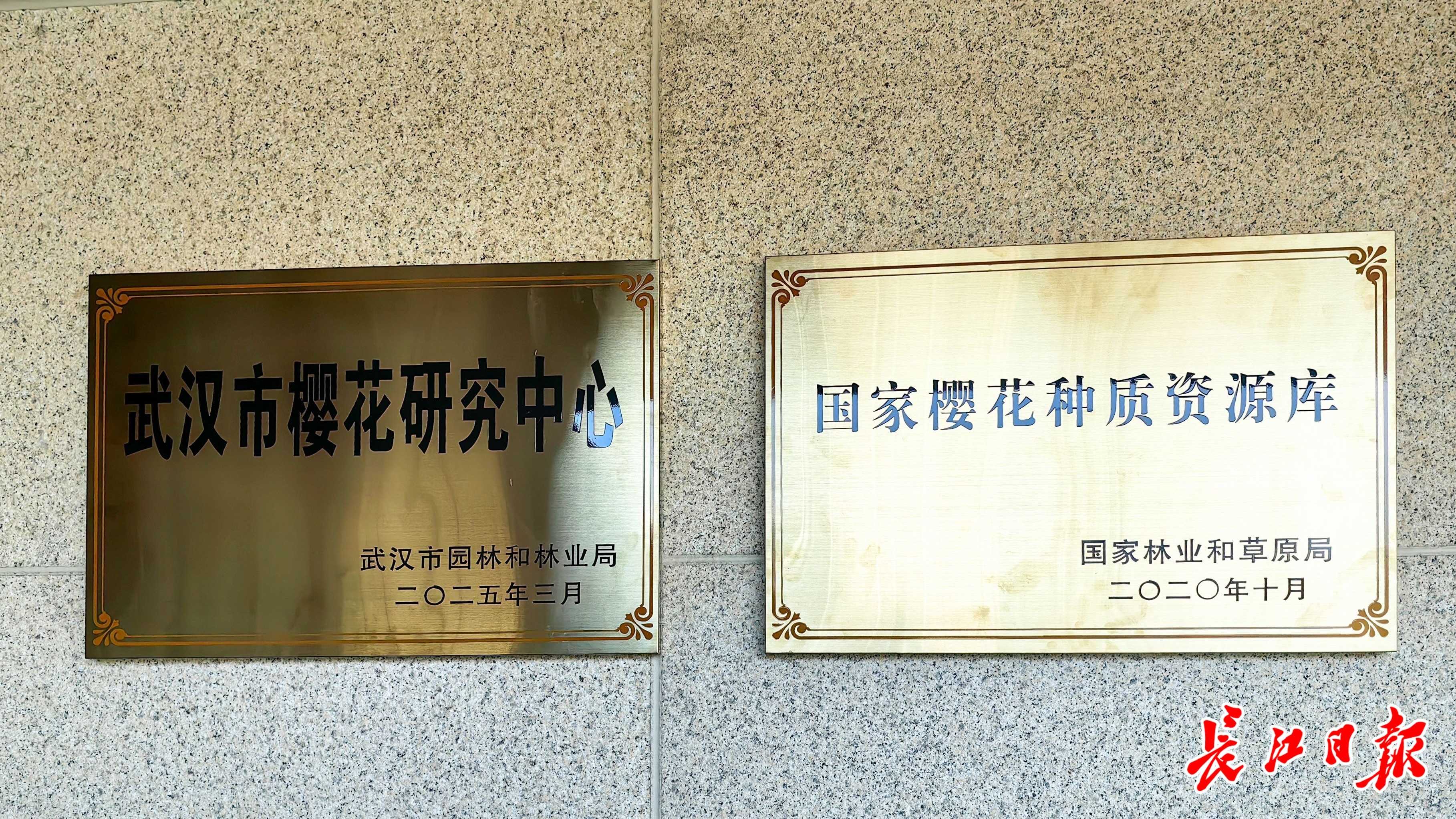 武汉有支樱花科研团队，樱花新品种研发国际领先