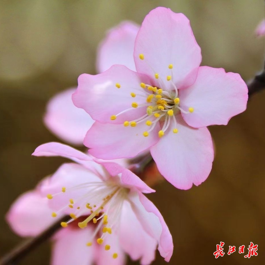 武汉有支樱花科研团队，樱花新品种研发国际领先