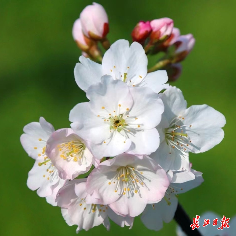 武汉有支樱花科研团队，樱花新品种研发国际领先