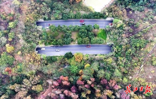 初冬武汉，一半烟火一半诗画