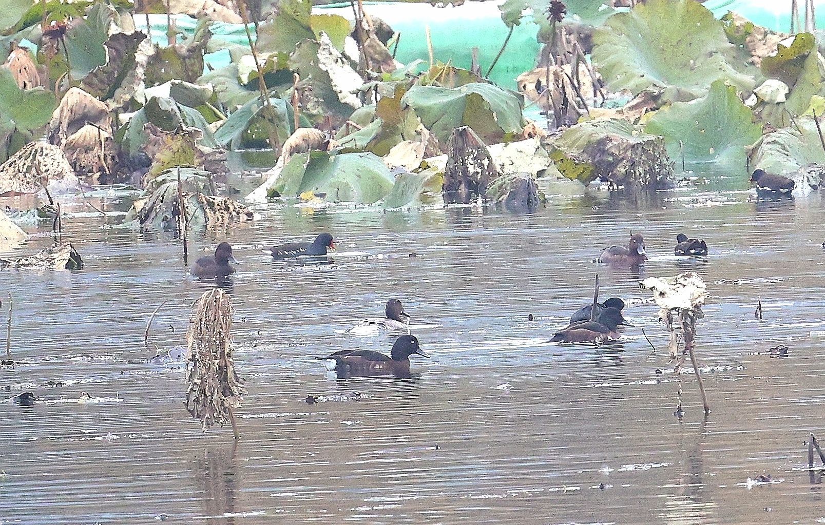 红嘴鸥戏水，青头潜鸭安家，武汉东湖迎来“明星”越冬客