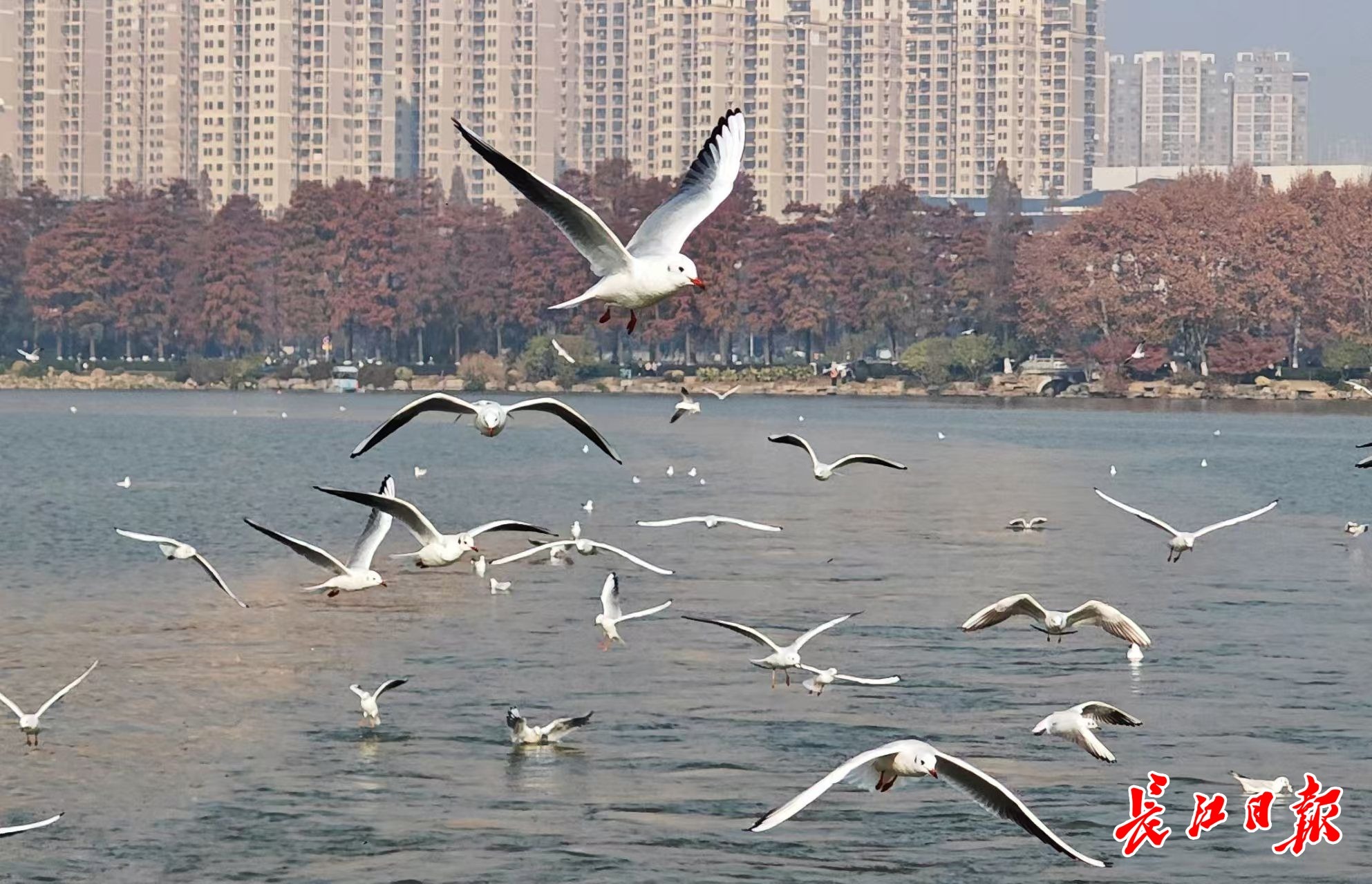 红嘴鸥戏水，青头潜鸭安家，武汉东湖迎来“明星”越冬客
