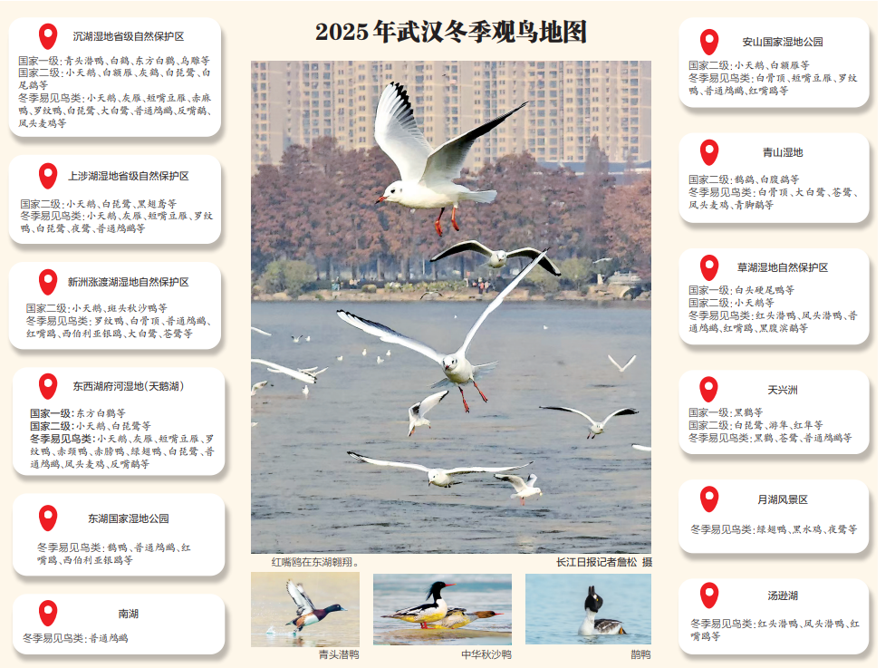 10种国宝级鸟类相约武汉湿地“猫冬”