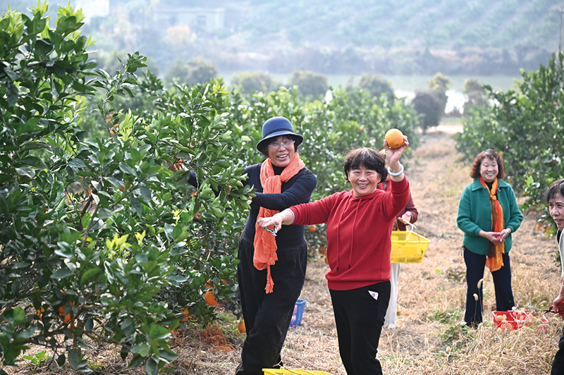 嘉鱼陆溪千亩脐橙迎丰收 “甜蜜产业”助力乡村振兴