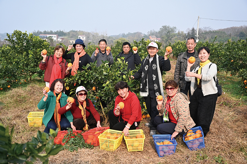 嘉鱼陆溪千亩脐橙迎丰收 “甜蜜产业”助力乡村振兴