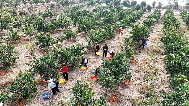 嘉鱼陆溪千亩脐橙迎丰收 “甜蜜产业”助力乡村振兴