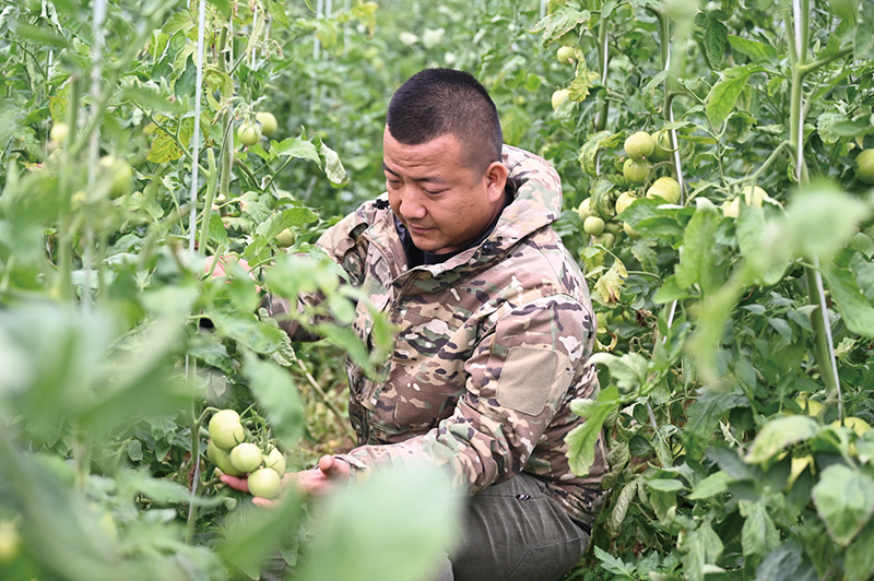 产销无缝对接   村民稳定增收 嘉鱼县陆溪镇大棚蔬菜直送企业“中央厨房”