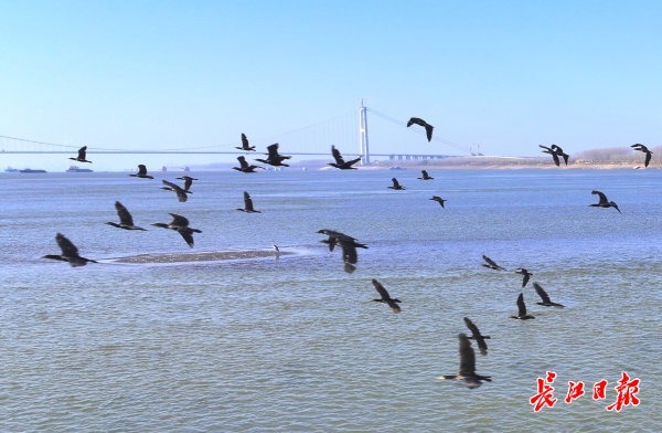 “桥见”武汉“江豚湾”——跨越天堑的生态答卷