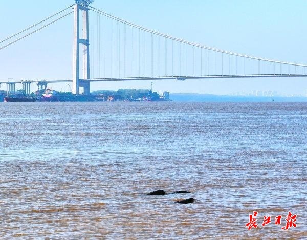 “桥见”武汉“江豚湾”——跨越天堑的生态答卷