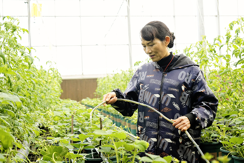 微信图片_20251224144128_112_87.jpg 渔光互补 生态治理 赤壁现代农业产业园打造华中农业标杆