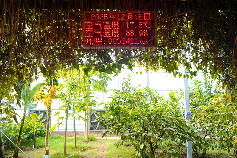 微信图片_20251224144138_115_87.jpg 渔光互补 生态治理 赤壁现代农业产业园打造华中农业标杆