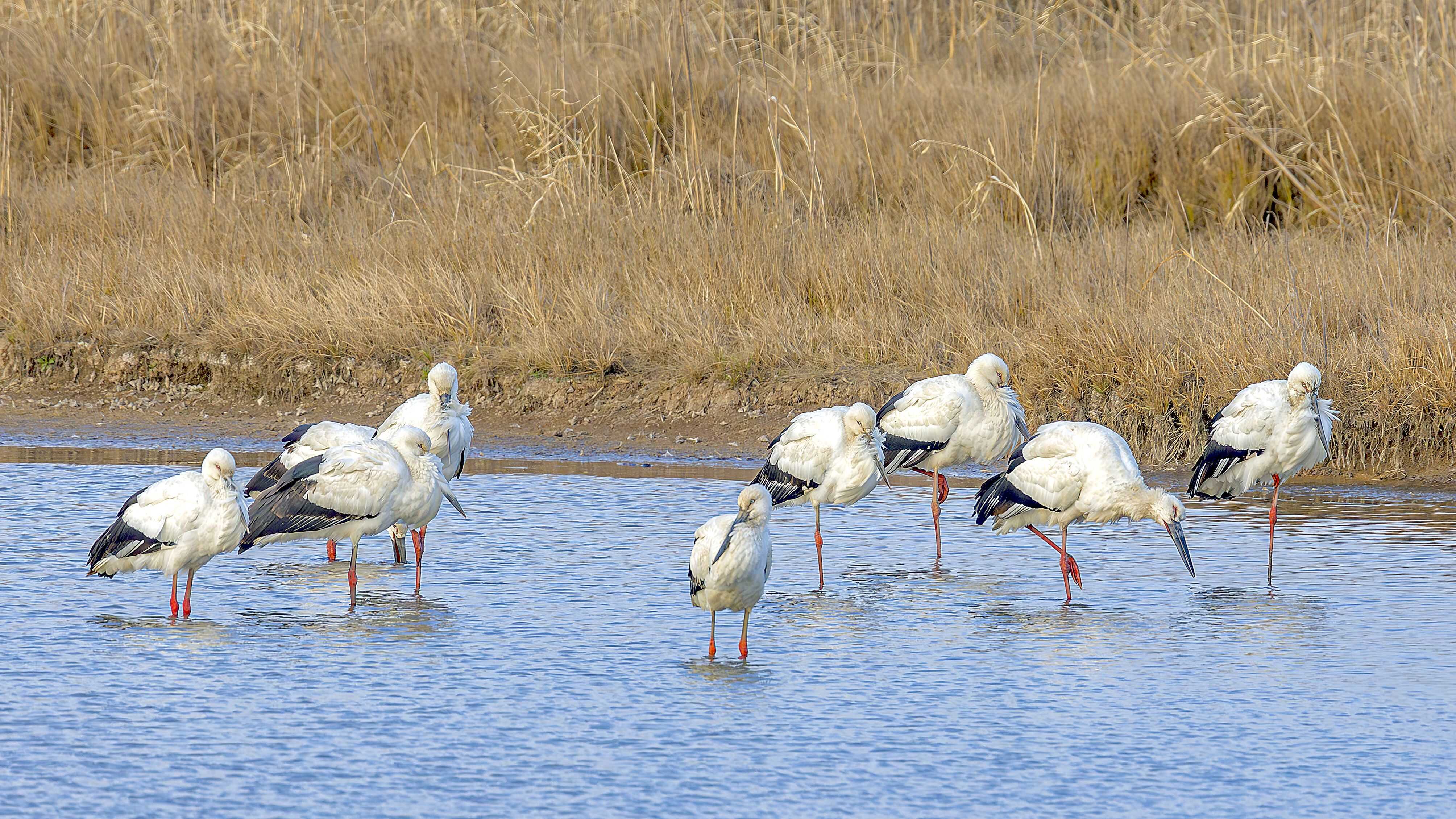 候鸟高峰期到来，武汉沉湖湿地首次发布通告禁飞无人机