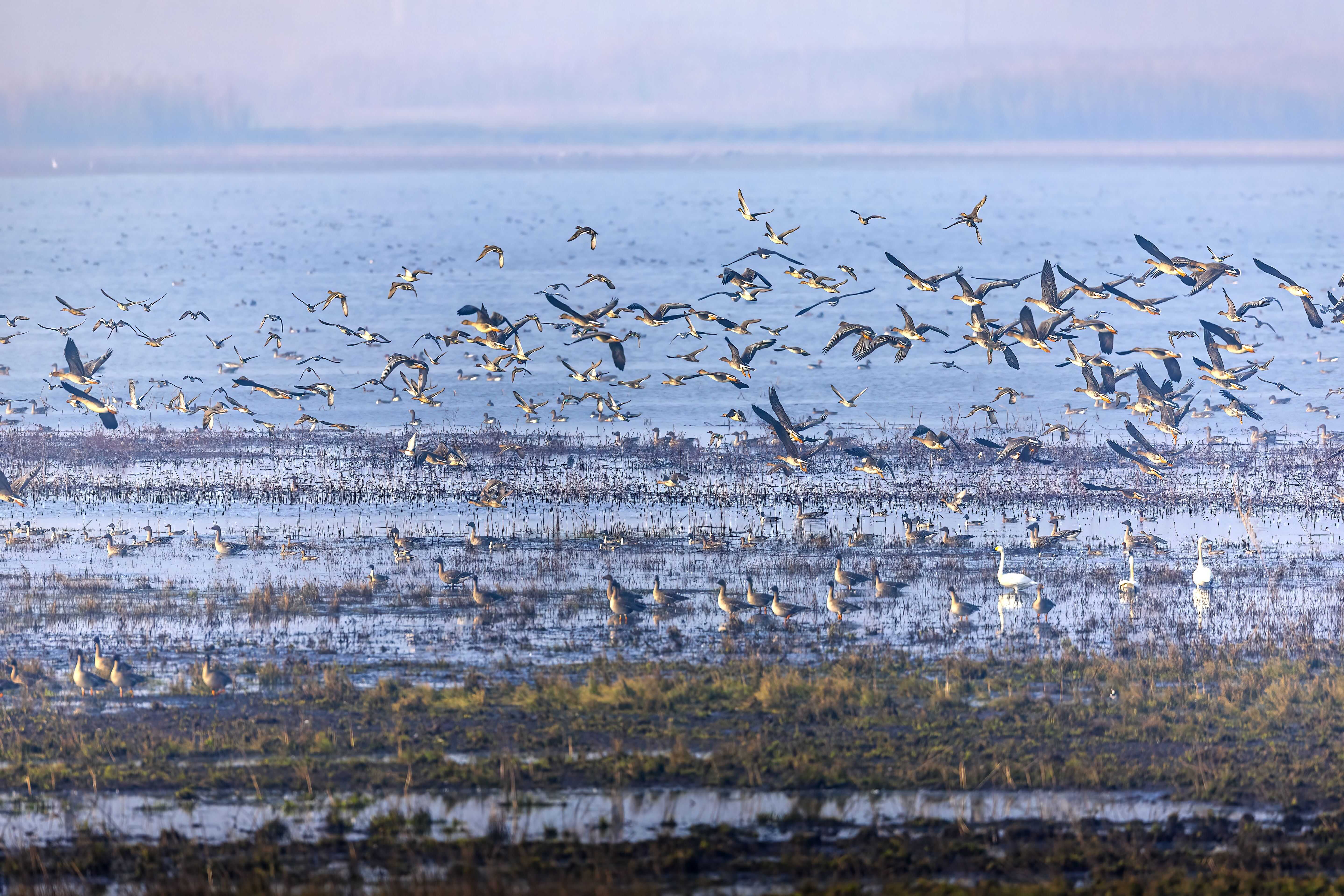 候鸟高峰期到来，武汉沉湖湿地首次发布通告禁飞无人机