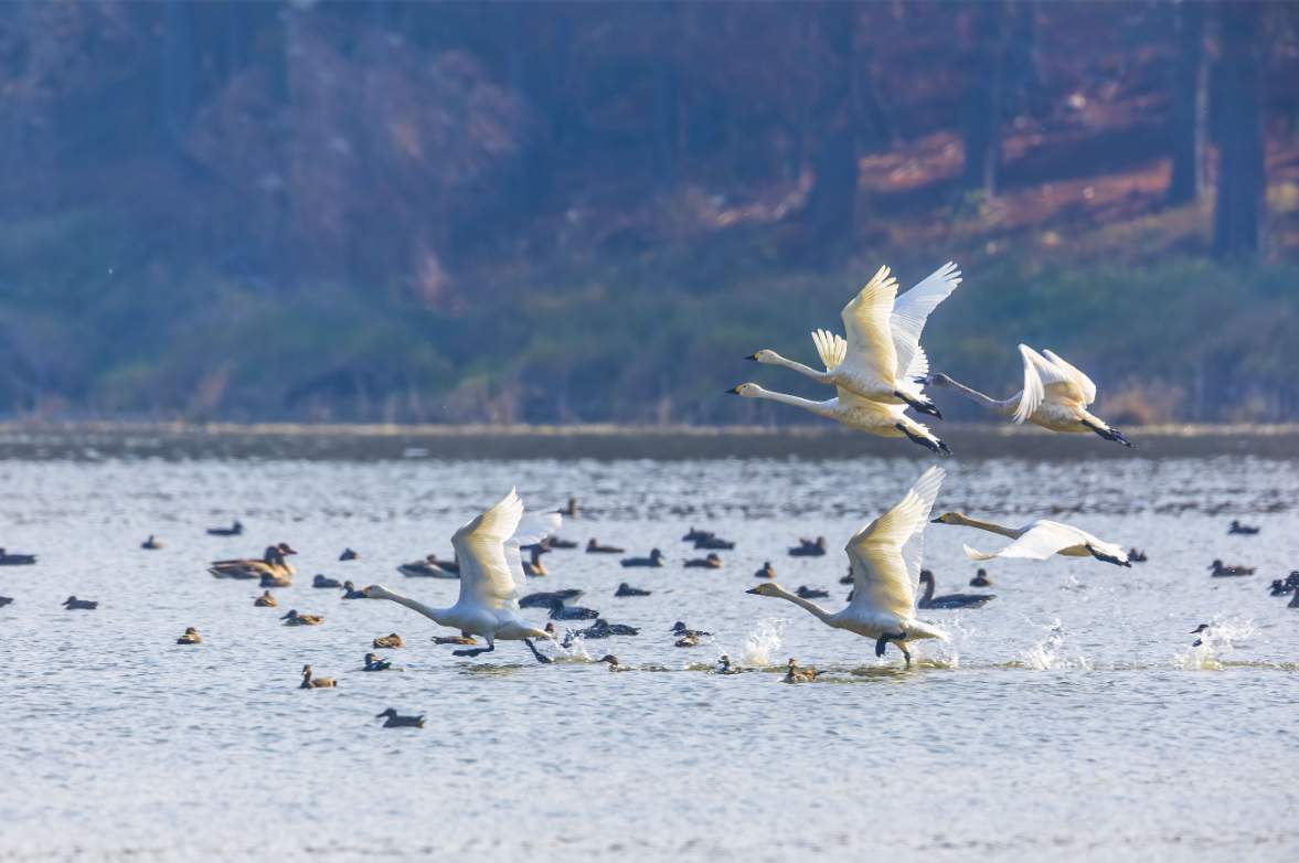 候鸟高峰期到来，武汉沉湖湿地首次发布通告禁飞无人机