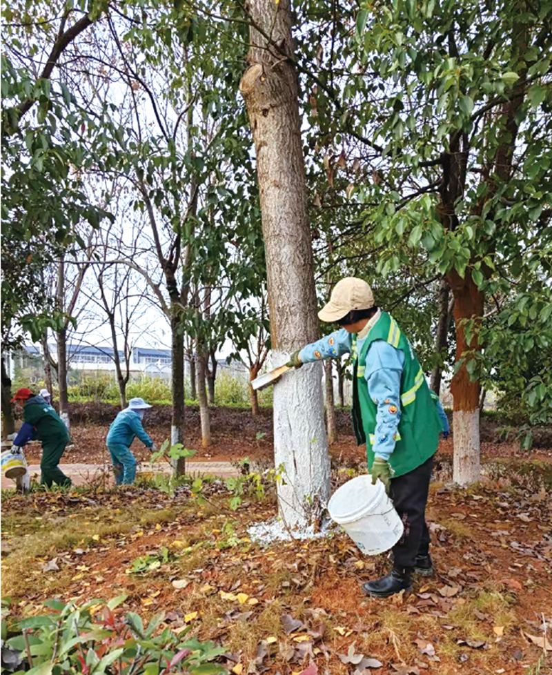 嘉鱼县园林局开展冬季树木养护专项行动 树木“穿冬衣” 城景添暖意
