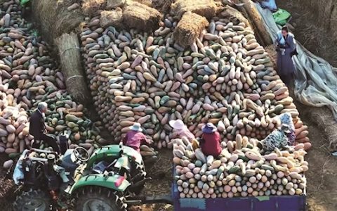 从前土地闲置愁出路，如今板上发电、板下生“金” 荆门蔡院村“农光互补”绘就新图景