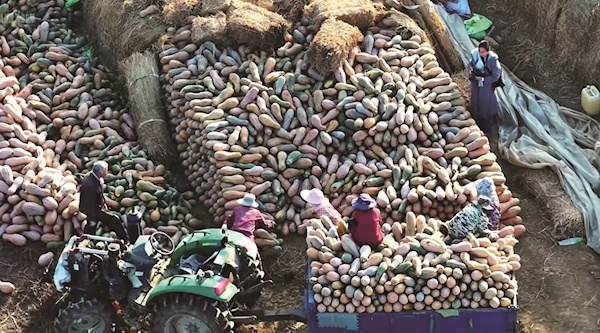 从前土地闲置愁出路，如今板上发电、板下生“金” 荆门蔡院村“农光互补”绘就新图景
