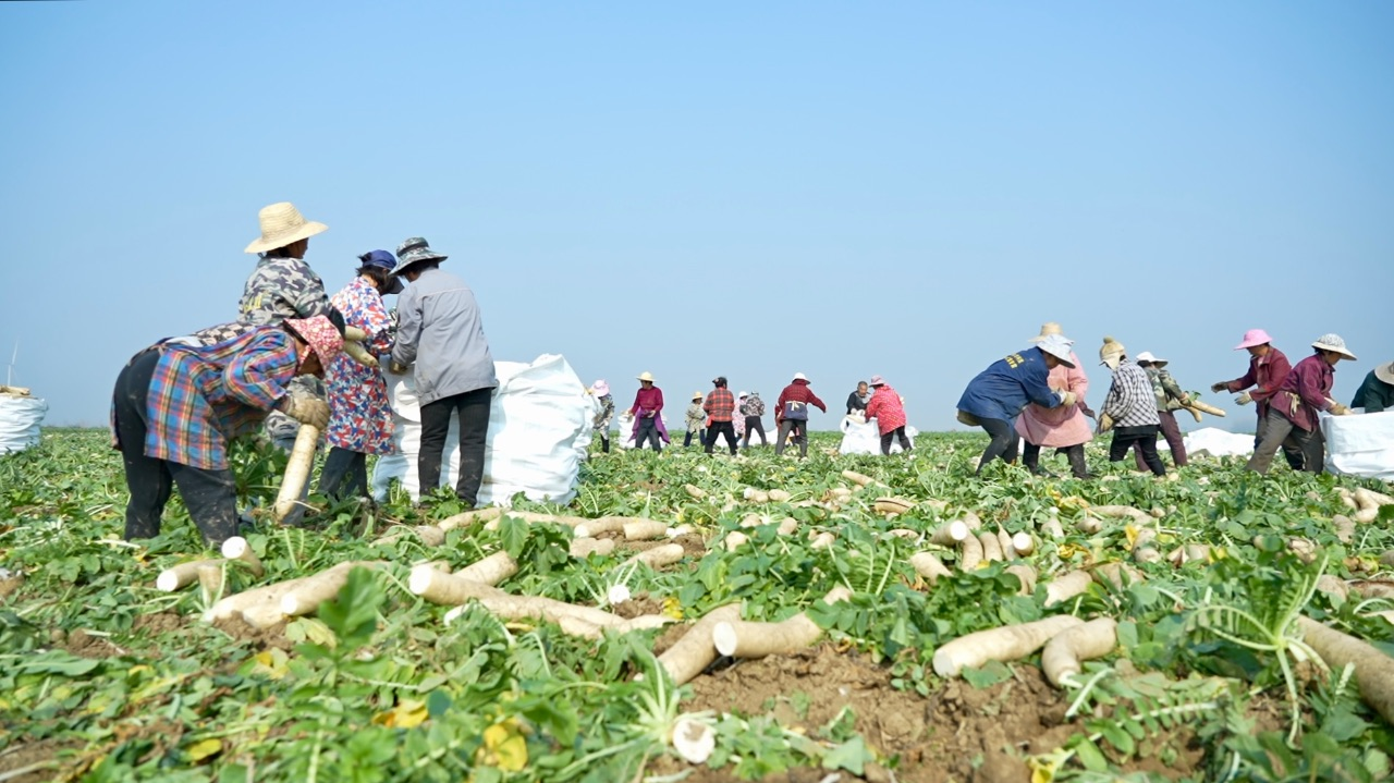 冬闲田“唱”出四季增收歌