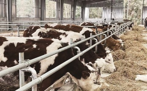 牛儿搬新家，村民笑开花；牛粪臭味散了，绿色钱景来了 鹤峰花千万元为88头牛打造新家