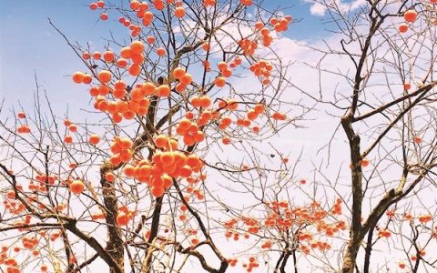 柿红映天 竹山寒冬现绝美画卷