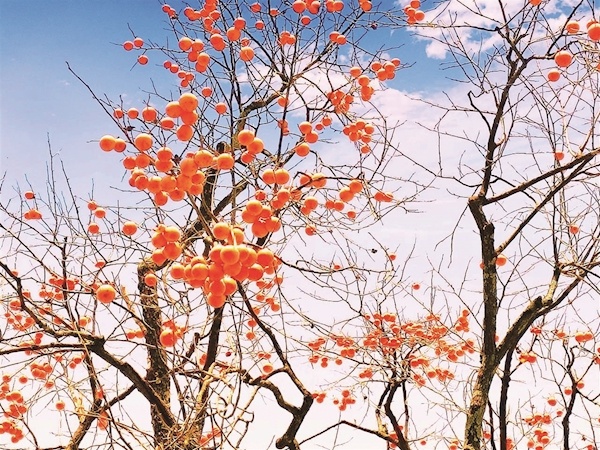 柿红映天 竹山寒冬现绝美画卷