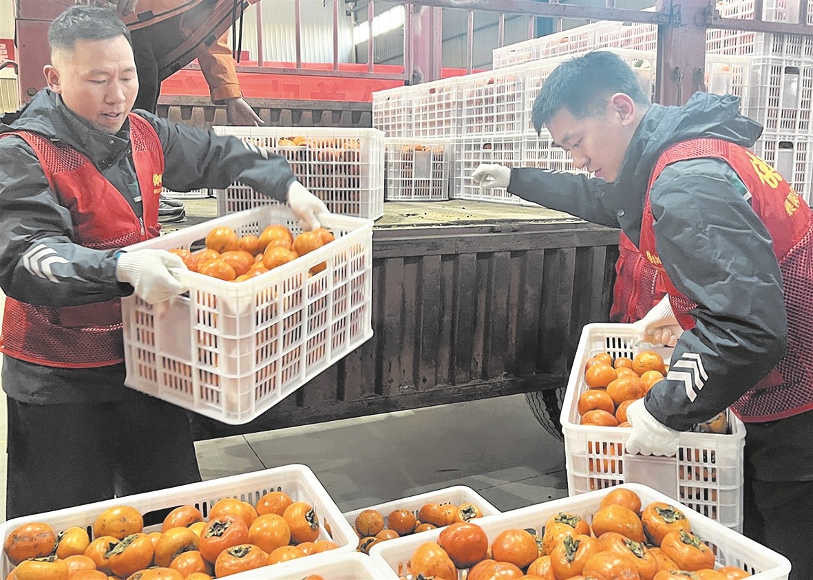 热心人伸援手 首批万斤苹果柿售罄