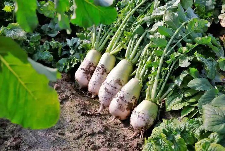 “黄州萝卜”地理标志证明商标注册成功